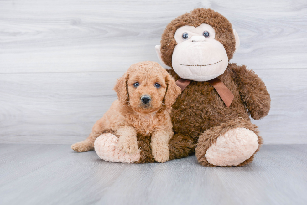 Best Mini Goldendoodle Baby