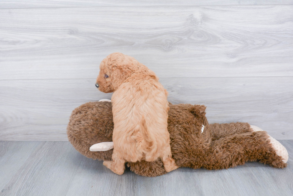 Fluffy Mini Goldendoodle Poodle Mix Pup