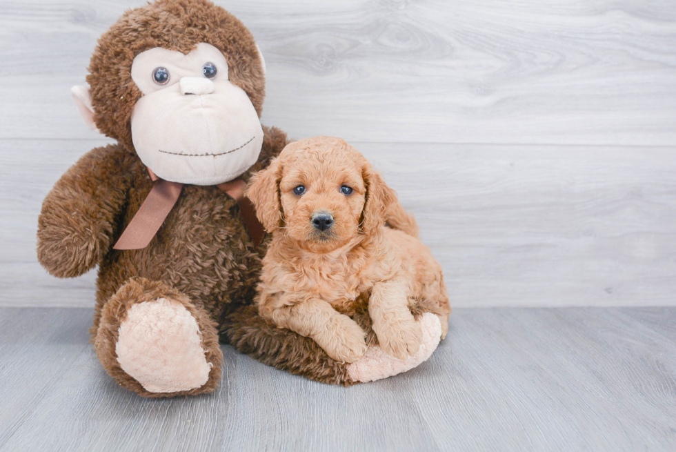 Little Golden Retriever Poodle Mix Puppy