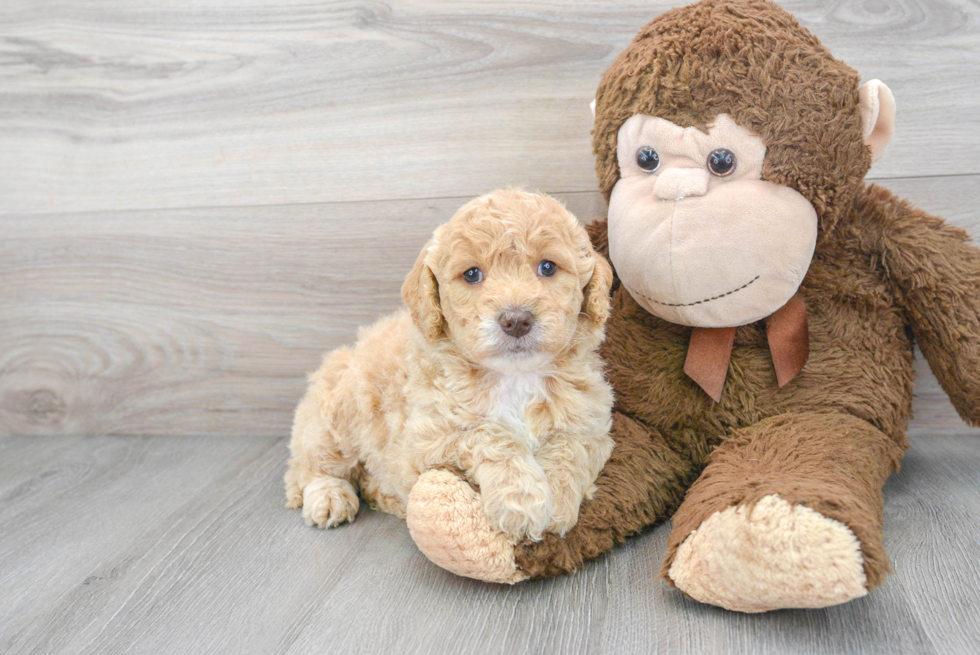 Small Mini Goldendoodle Baby