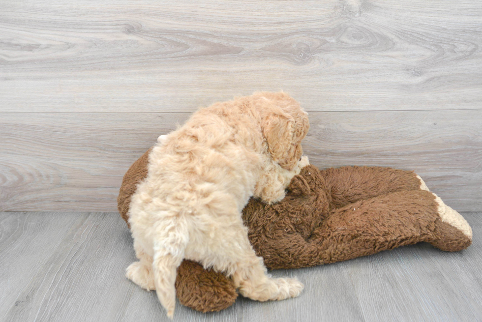 Little Golden Retriever Poodle Mix Puppy