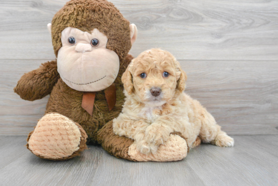 Best Mini Goldendoodle Baby