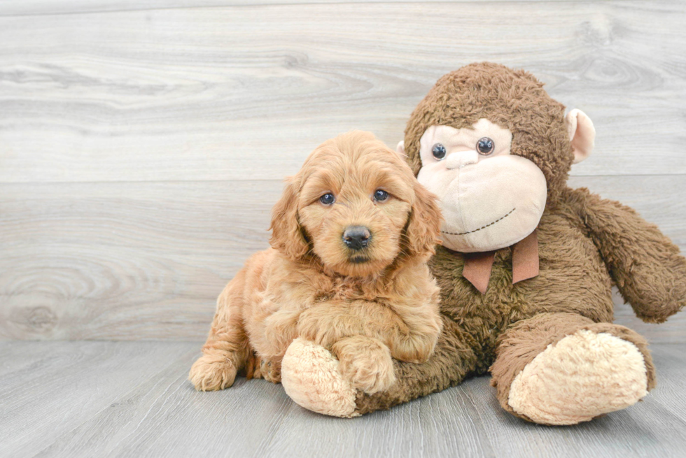 Best Mini Goldendoodle Baby