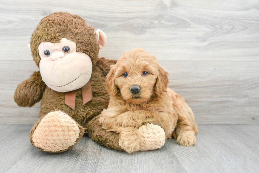 Best Mini Goldendoodle Baby