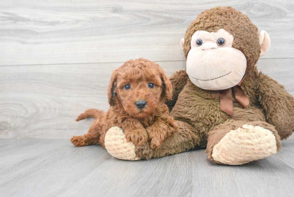 Smart Mini Goldendoodle Poodle Mix Pup