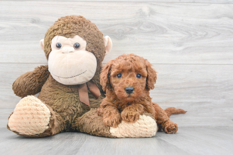 Sweet Mini Goldendoodle Baby