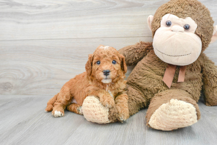 Mini Goldendoodle Pup Being Cute