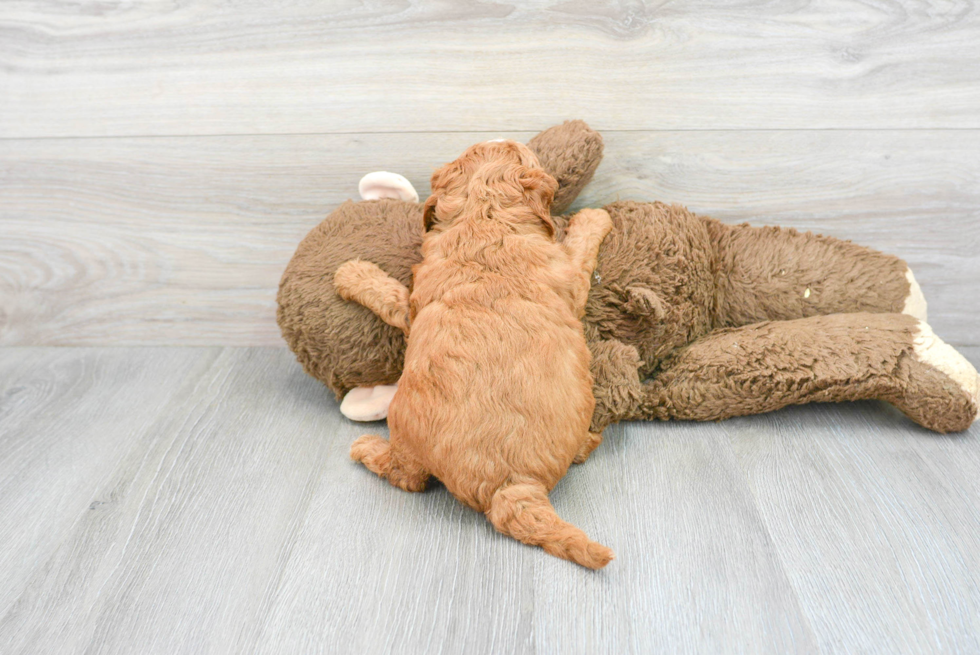 Little Golden Retriever Poodle Mix Puppy