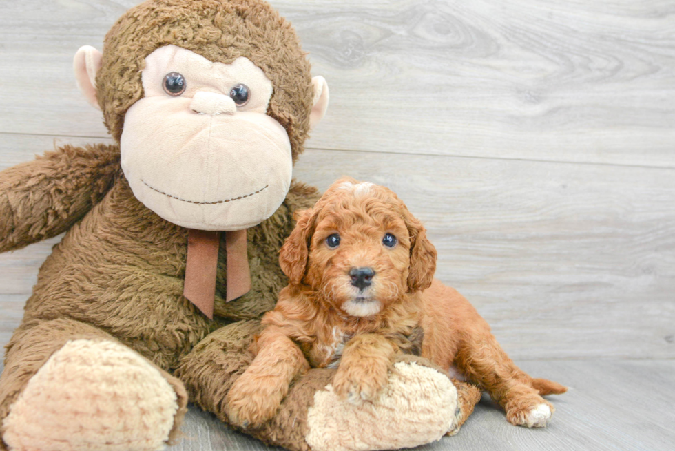 Best Mini Goldendoodle Baby