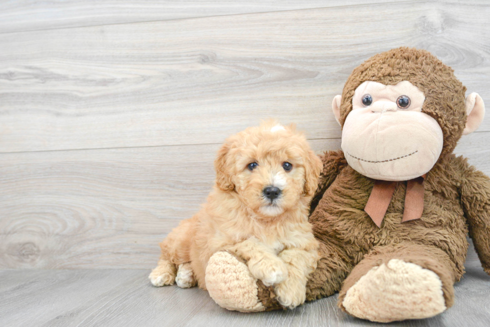 Mini Goldendoodle Puppy for Adoption