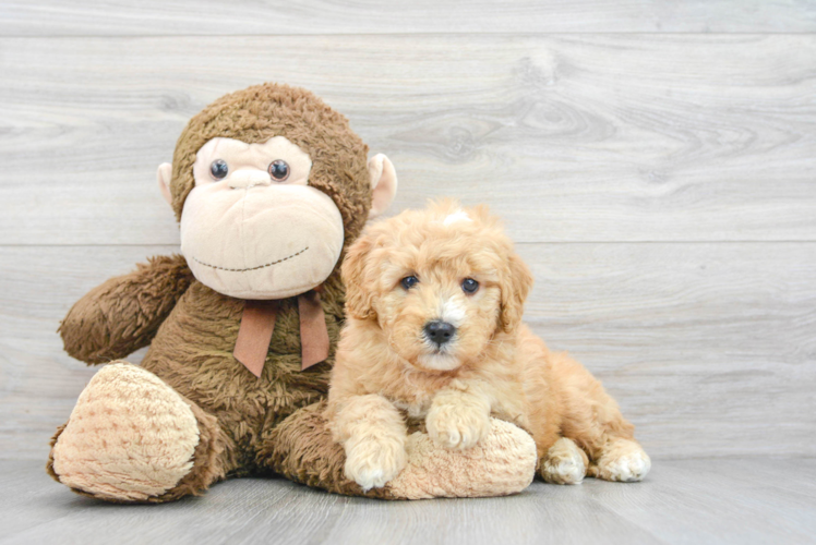 Cute Mini Goldendoodle Baby