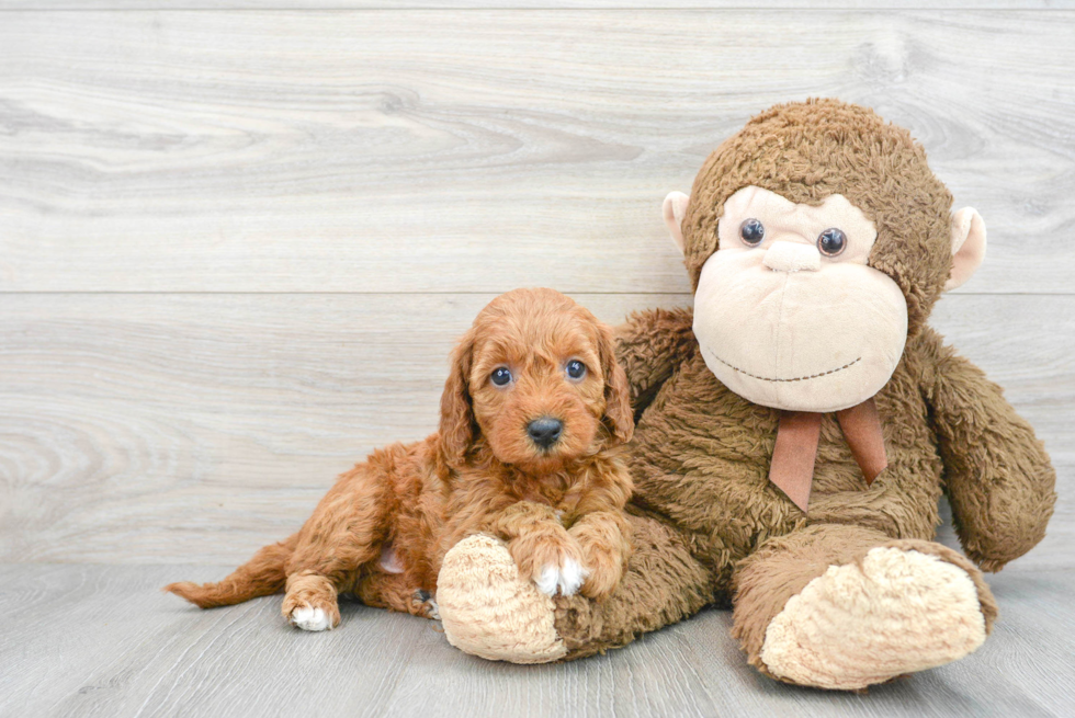 Happy Mini Goldendoodle Baby