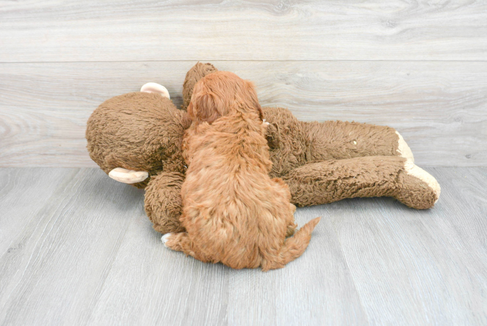 Mini Goldendoodle Puppy for Adoption