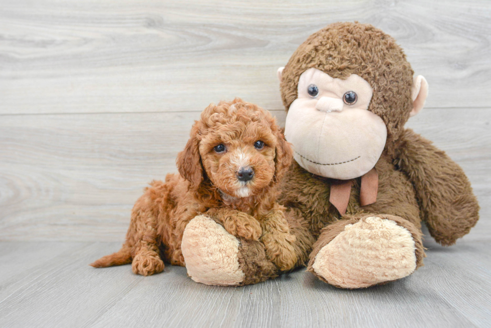 Cute Mini Goldendoodle Baby