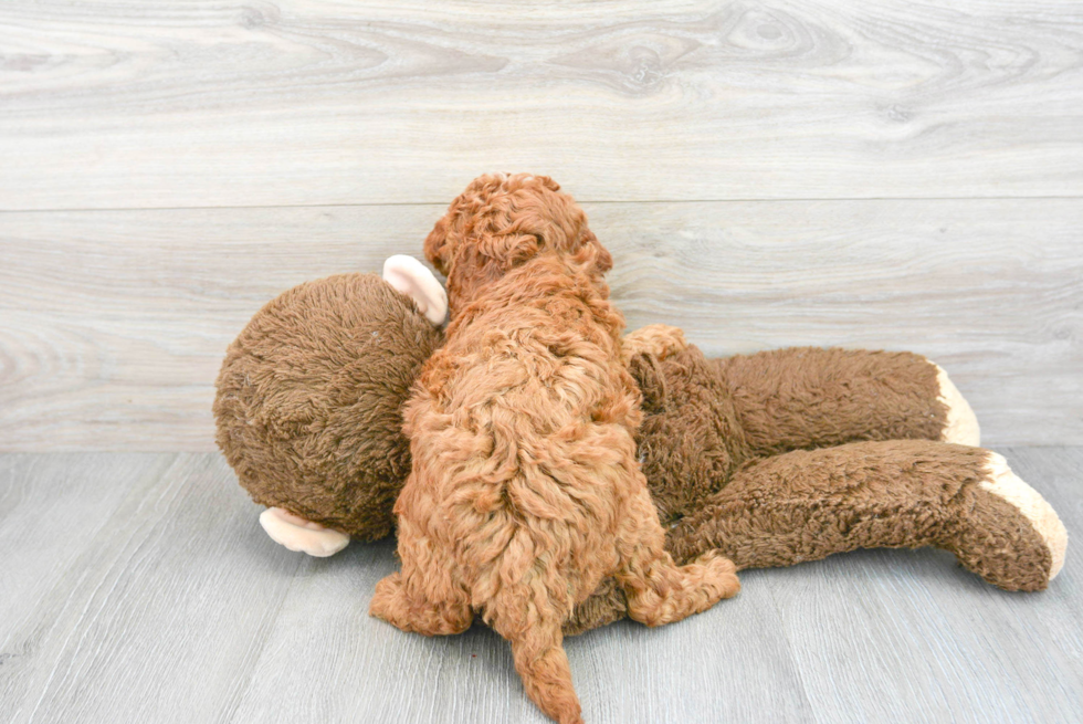 Best Mini Goldendoodle Baby