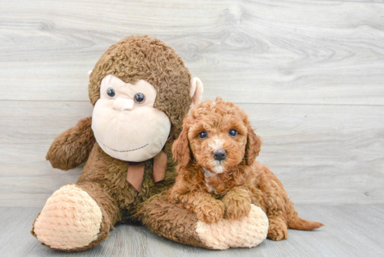 Funny Mini Goldendoodle Poodle Mix Pup