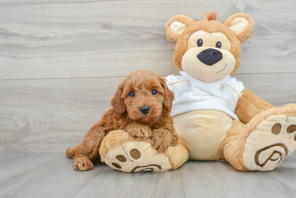 Mini Goldendoodle Pup Being Cute