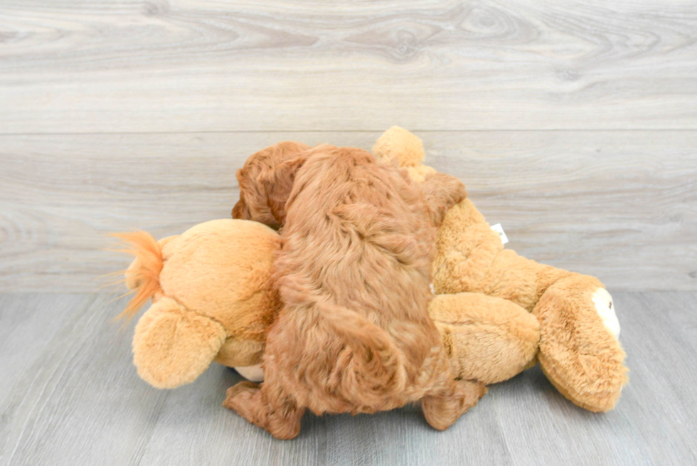 Mini Goldendoodle Pup Being Cute