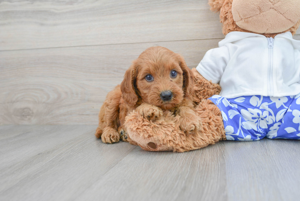 Friendly Mini Goldendoodle Baby