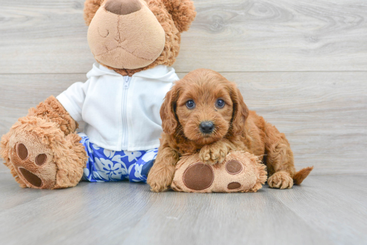 Energetic Golden Retriever Poodle Mix Puppy