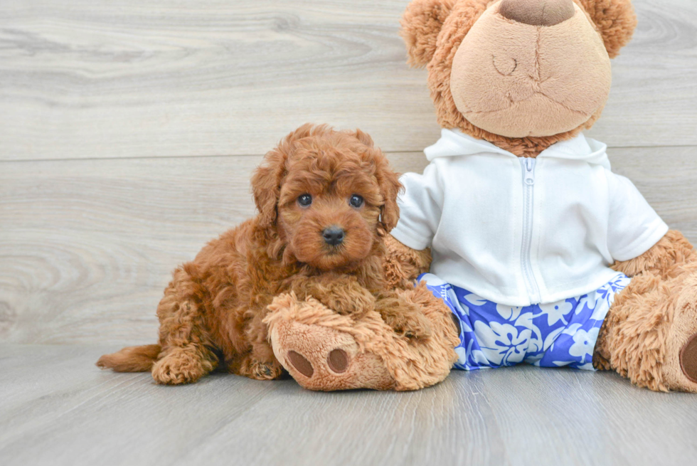 Sweet Mini Goldendoodle Baby