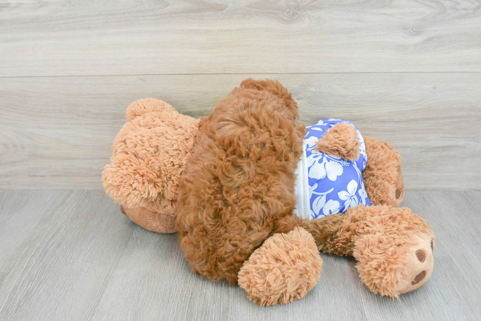 Little Golden Retriever Poodle Mix Puppy