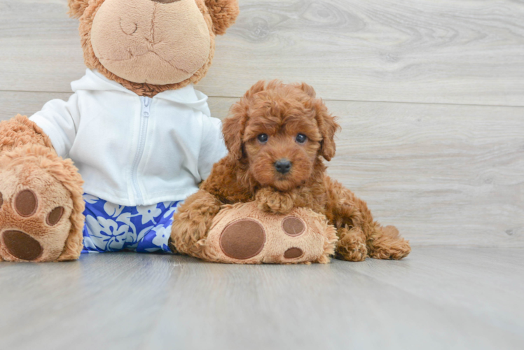 Mini Goldendoodle Pup Being Cute