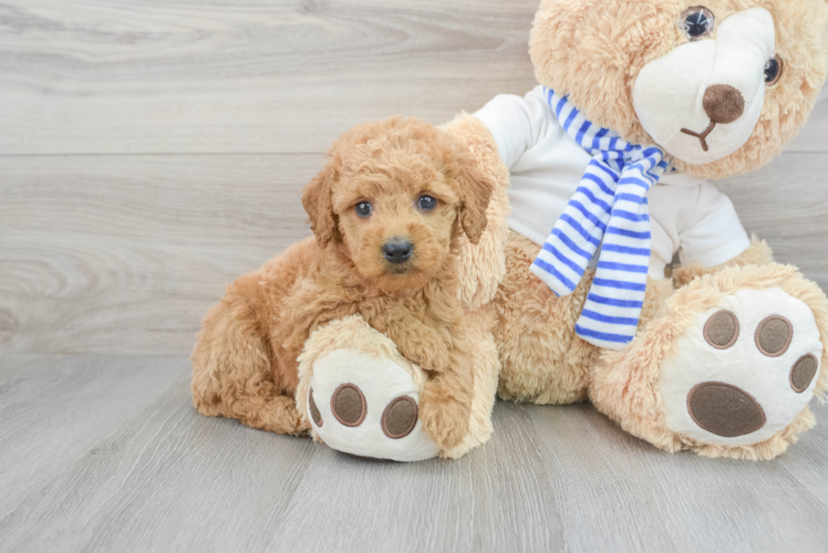 Best Mini Goldendoodle Baby