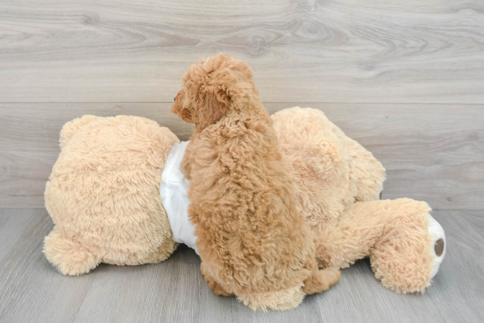Mini Goldendoodle Puppy for Adoption