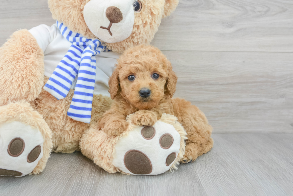 Mini Goldendoodle Puppy for Adoption