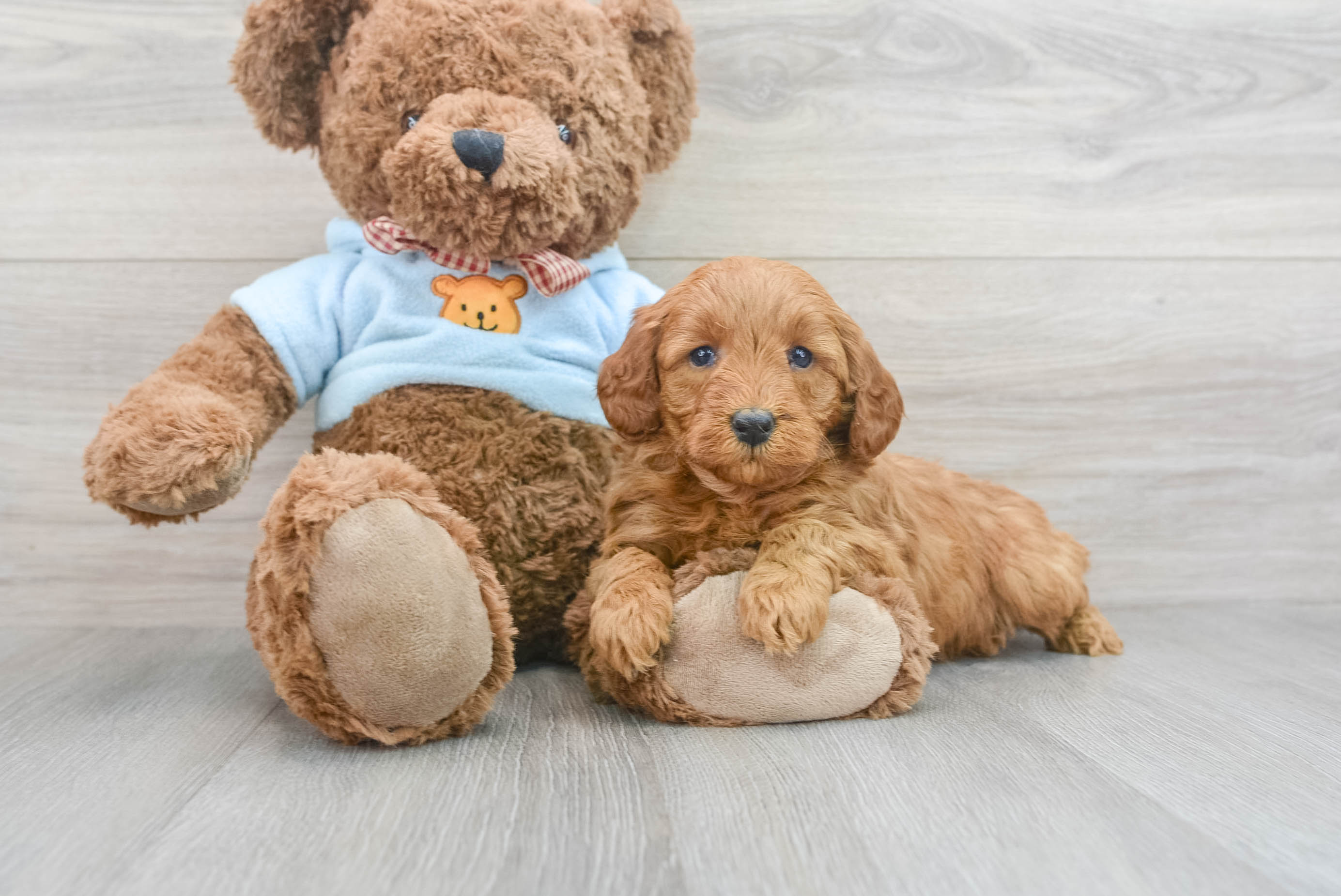 Best Mini Goldendoodle Baby