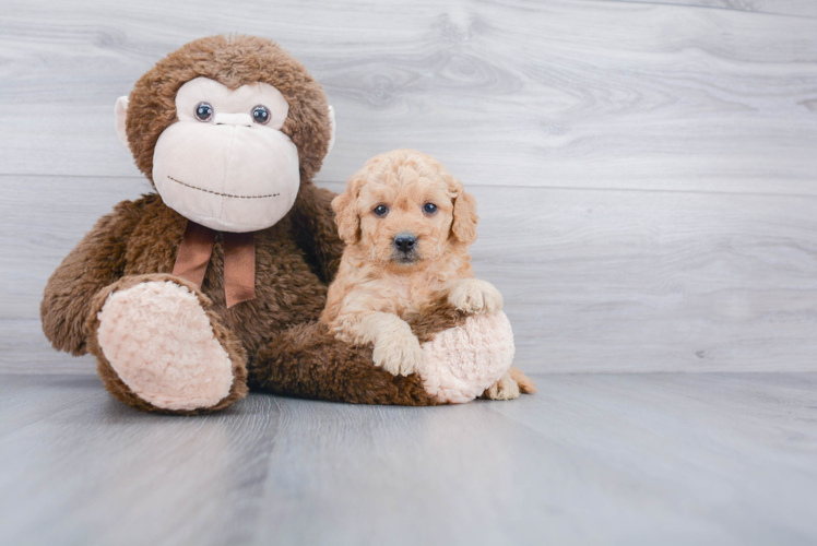 Mini Goldendoodle Pup Being Cute