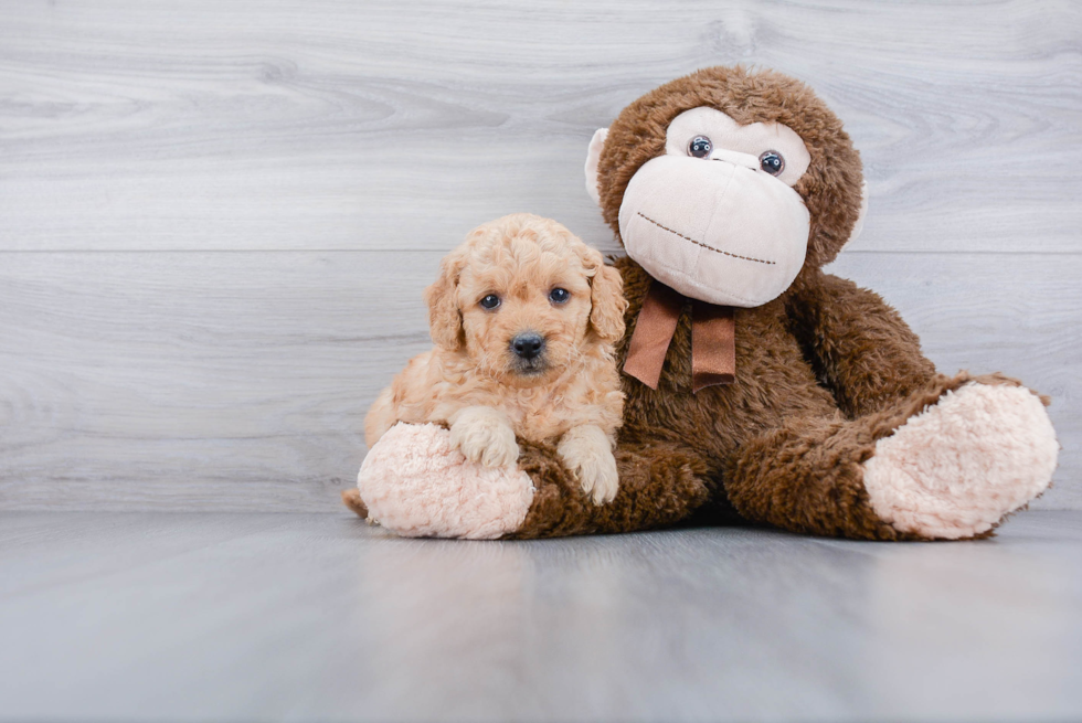 Mini Goldendoodle Pup Being Cute