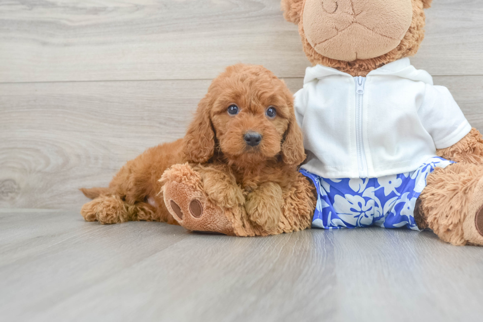 Mini Goldendoodle Pup Being Cute