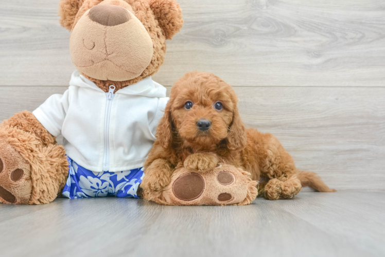 Little Golden Retriever Poodle Mix Puppy