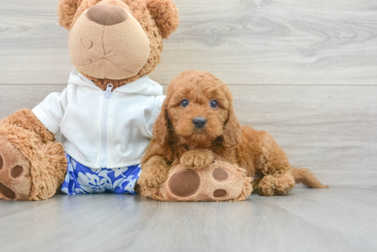 Little Golden Retriever Poodle Mix Puppy