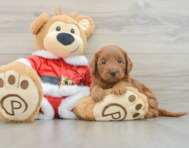 6 week old Mini Goldendoodle Puppy For Sale - Premier Pups