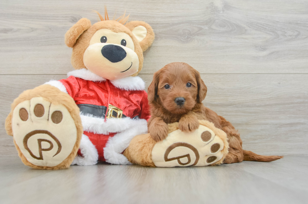 5 week old Mini Goldendoodle Puppy For Sale - Premier Pups