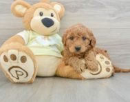 8 week old Mini Goldendoodle Puppy For Sale - Premier Pups