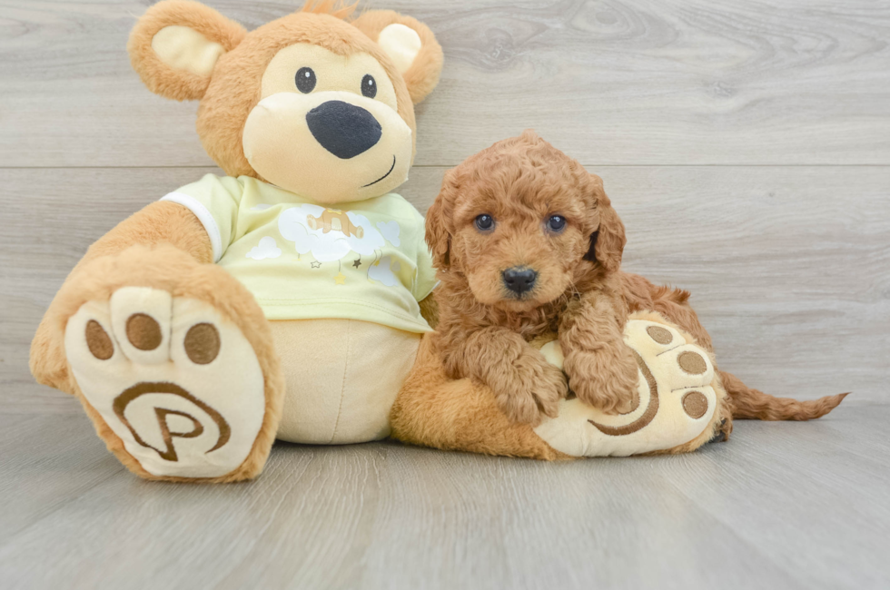 5 week old Mini Goldendoodle Puppy For Sale - Premier Pups