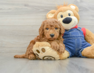 7 week old Mini Goldendoodle Puppy For Sale - Premier Pups