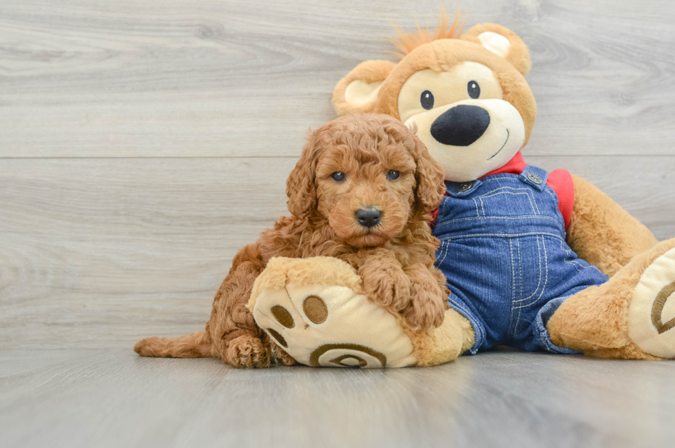 6 week old Mini Goldendoodle Puppy For Sale - Premier Pups