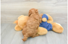 Mini Goldendoodle Puppy for Adoption