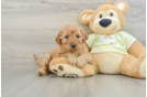 Mini Goldendoodle Puppy for Adoption