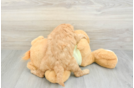 Best Mini Goldendoodle Baby