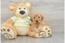Mini Goldendoodle Puppy for Adoption
