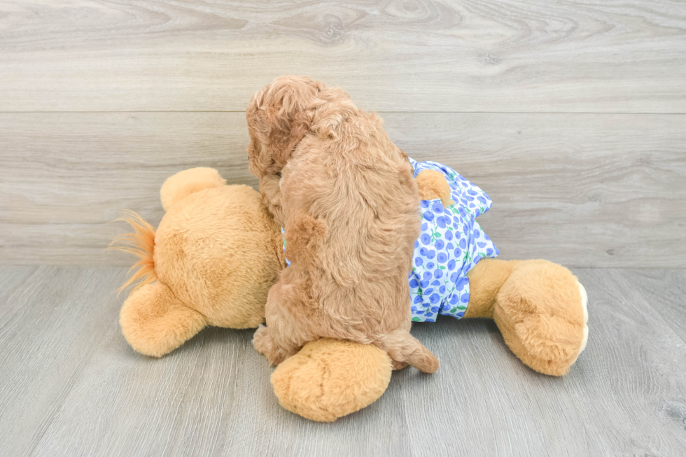 Mini Goldendoodle Puppy for Adoption