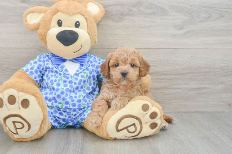 5 week old Mini Goldendoodle Puppy For Sale - Premier Pups