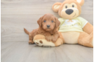 Best Mini Goldendoodle Baby