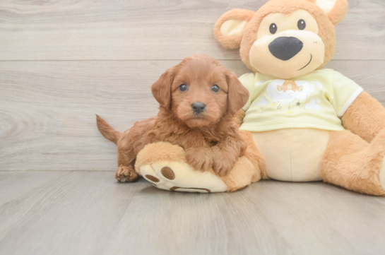Best Mini Goldendoodle Baby
